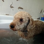 IMG_2090 IMG_2090